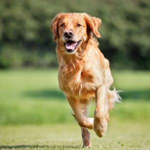 Golden retriever