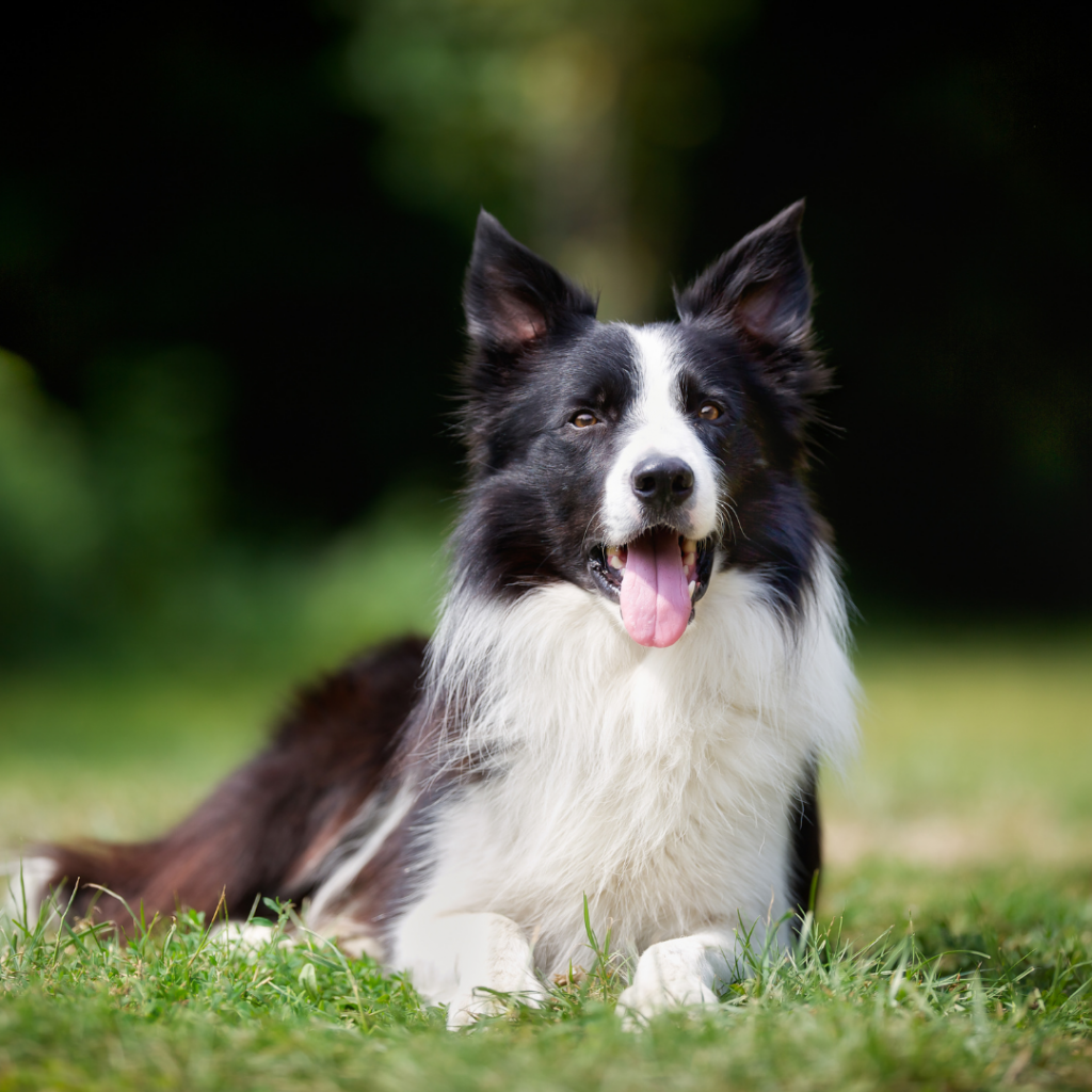 Border Collie Bien Vivre Canin