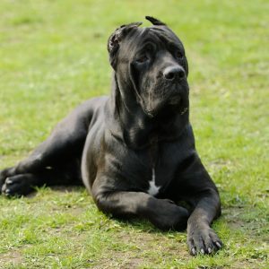 Cane corso 1