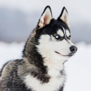 Husky sibérien